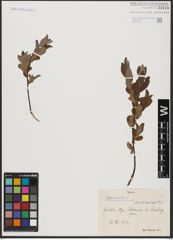 Foto von Salix aurita L.